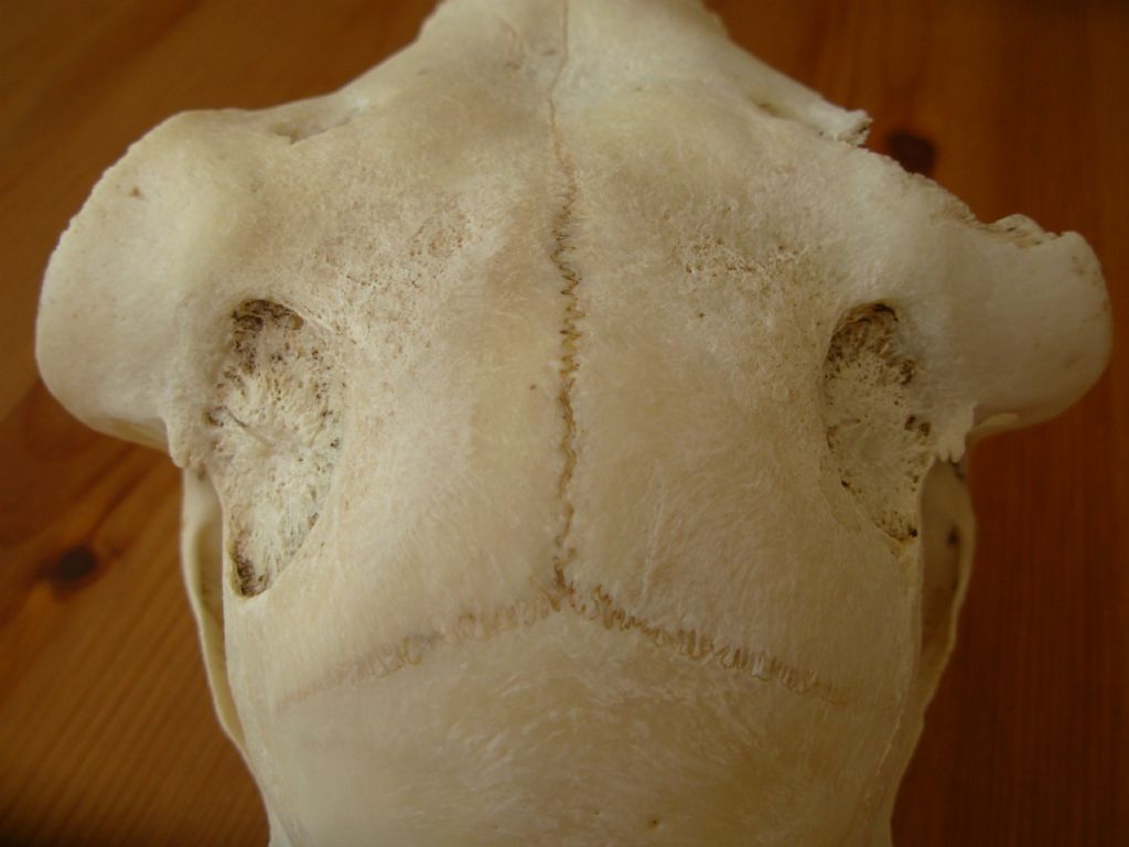 Cranio di erbivoro